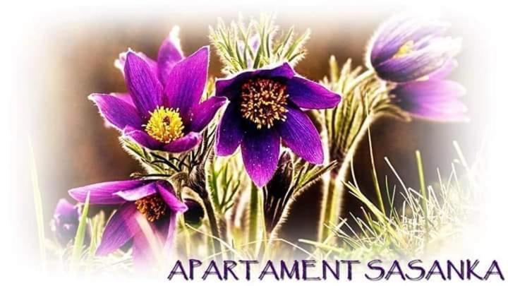 Apartament Sasanka كوفاره المظهر الخارجي الصورة